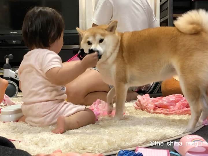 Moguのインスタグラム：「. みんなでお部屋をおかたづけの時間に密かにひっぱりっこに負けて飼い主に泣きつくベビ子分なの。 🐶I won. #みんながおかたづけ頑張っている間 #やっぱ遊ぶよねうちらは . @the_shiba_mogu  #柴犬 #shibainu #shiba#赤柴 #redshiba#犬 #dog#しばいぬ#nannydog#犬と子供#子供と犬#柴犬と子供#柴#赤ちゃんと犬#犬と赤ちゃん#柴犬と赤ちゃん#赤ちゃんと柴犬#柴犬のいる暮らし#子守犬」