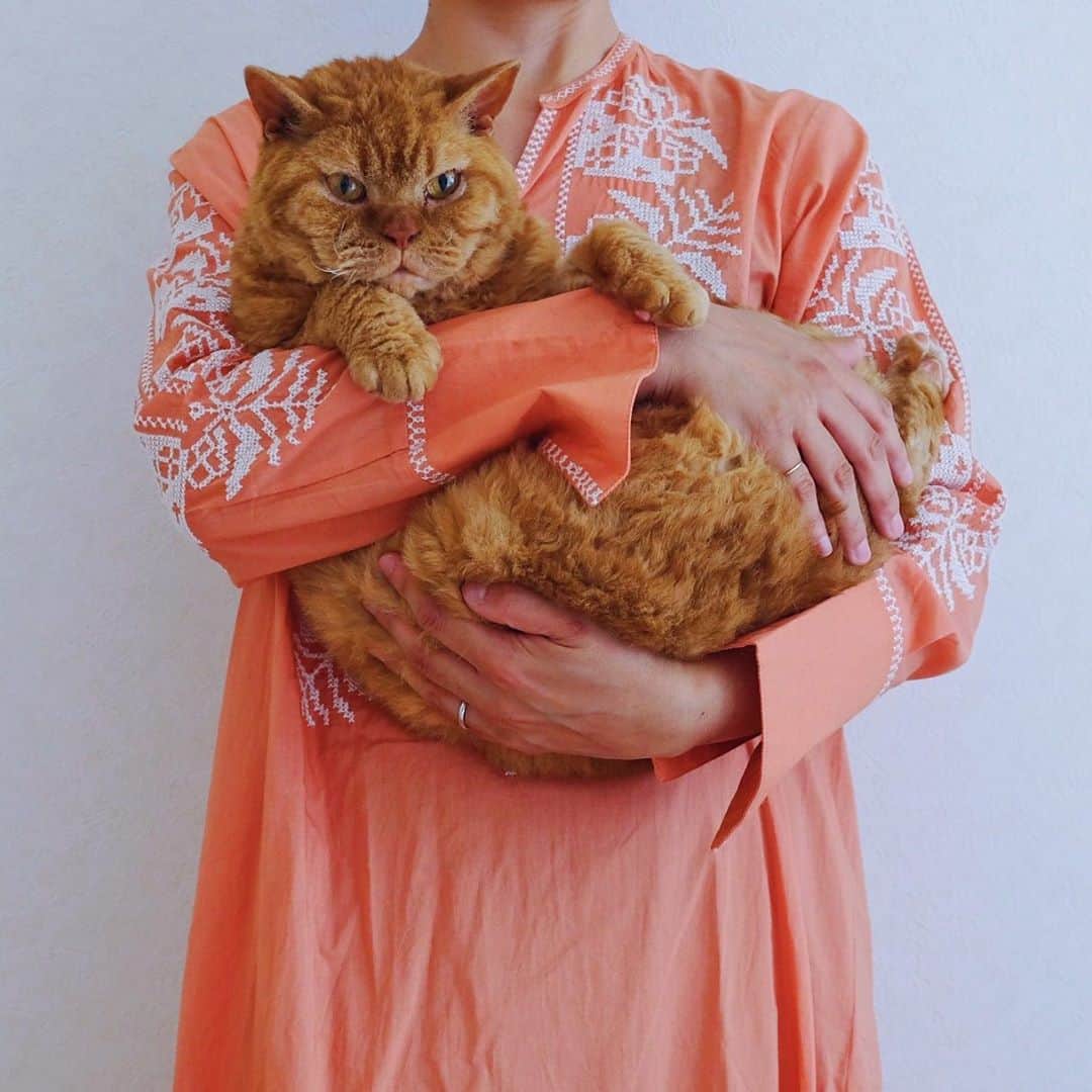 のインスタグラム：「16/08/2020 Happy Sunday! ・ Sunday cuddles for three brothers. Even the youngest one does a cat-like pose with his hand. Enjoy the rest of your weekend! ・ ・ 日曜日の三兄弟抱っこ写真。 王子のクリクリお目目と ピム丸のどっしり＆すっぽり感。 そして凪ねこは猫のお手手で 猫ポーズでした。笑 それにしても暑すぎる… それでは 来週もよろしくお願いします♬ ・ ・ #ギネピムと凪くん  #1yearold #1歳 #1歳8ヶ月 #20monthsold  #babyboy #男の子ベビー #赤ちゃんのいる生活 #赤ちゃんのいる暮らし #赤ちゃんと猫 #猫と赤ちゃん」