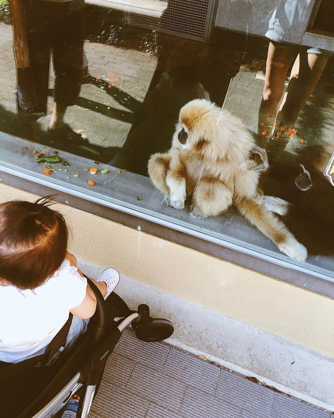 七菜香さんのインスタグラム写真 - (七菜香Instagram)「父母娘と動物園へ💓 幼稚園の遠足はいつもここに来てたの👧🏻 めちゃくちゃ綺麗になってたなあ✨ 暑すぎてみんな汗だくだったけど みんな楽しめて良い一日になりました😌🌈 動物も暑くてみんな大変そうだったなあ💦💦 ・ ・ ・ ・ ・ ・ #zoo #kyotocityzoo #familyday #momlife #momanddaughter #1yearold #babygirl #13months #instamood #instagood #ootd #女の子ママ #女の子ベビー #1歳1ヶ月 #京都市動物園 #👧🏻」8月16日 22時33分 - nanaka0118