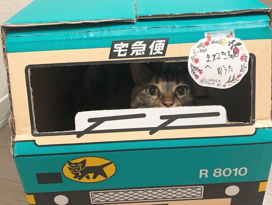 福田多希子さんのインスタグラム写真 - (福田多希子Instagram)「⋆⸜ᵀᴴᴬᴺᴷ ᵞᴼᵁ⸝⋆🦁🚚👦🏻🎁  #ゆうたくん #ありがとう #🦁#クロネコヤマト #手作り#いつも凄い♡ #キジトラ#保護猫#シーズー大好き部 #シーズー」8月16日 22時36分 - yomeponta