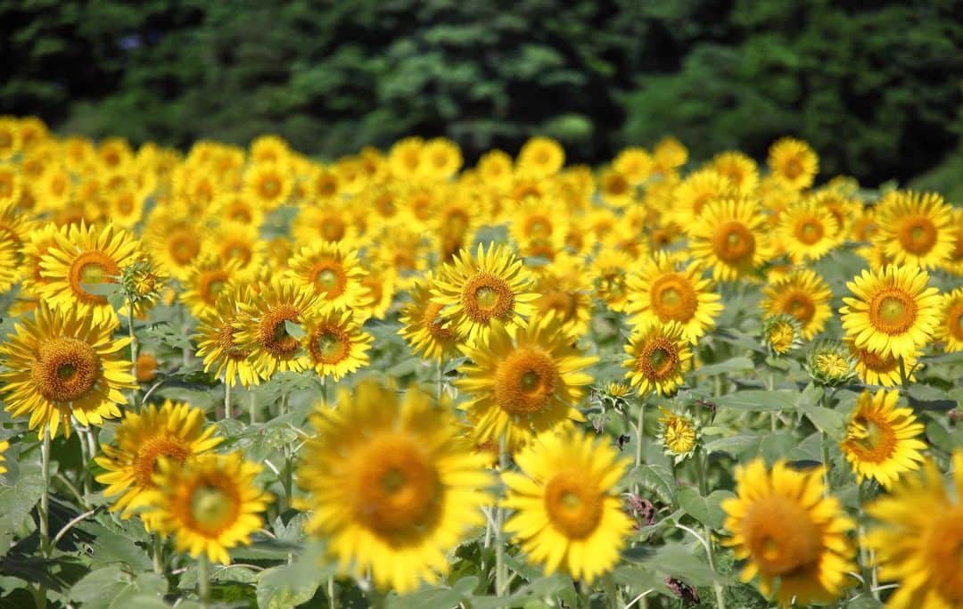 YOICHIのインスタグラム：「#福岡 #能古島 #ひまわり #向日葵 #🌻 今日も #暑かった💦  ですね。。」