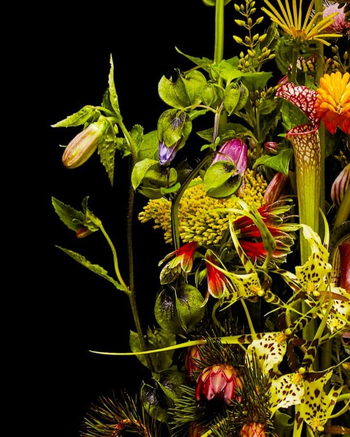 椎木俊介のインスタグラム：「Flowers  #azumamakoto #makotoazuma #shiinokishunsuke #amkk #amkkproject #flowers #flowerart #東信 #東信花樹研究所 #花  #timelapse」