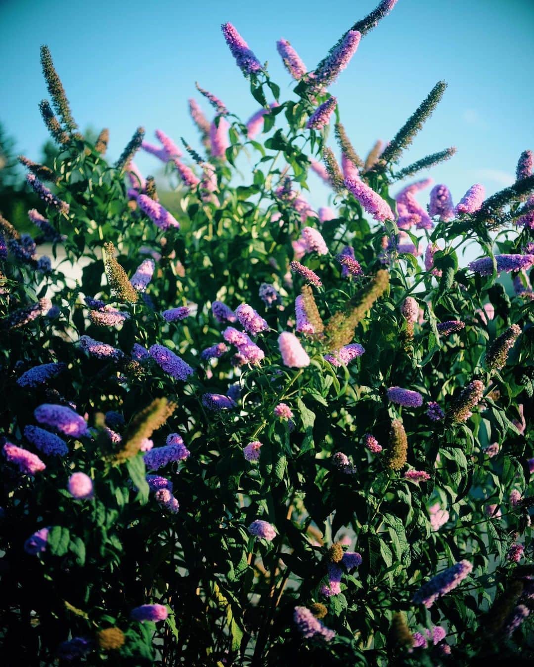 林響太朗のグルメインスタ