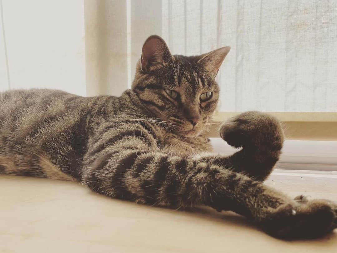 相原コージさんのインスタグラム写真 - (相原コージInstagram)「手がくにっ。　#ねこ　#キジトラ #cat」8月16日 14時42分 - kojiaihara