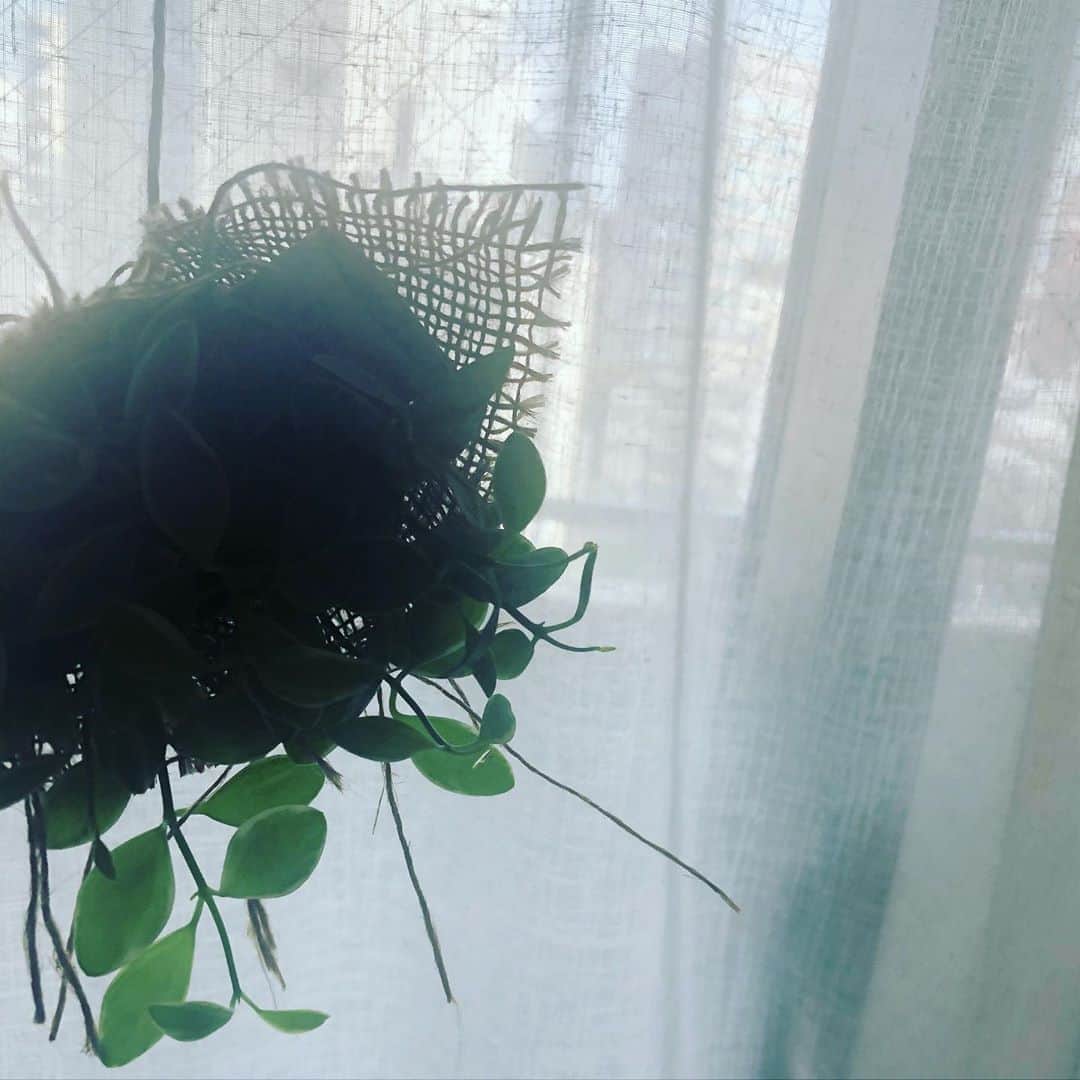 阿部洋子さんのインスタグラム写真 - (阿部洋子Instagram)「🌳🍃 吊るすのも仲間入り。  #ディスキディア  #greenlife  #植物 #逆光」8月16日 14時48分 - hirocoring