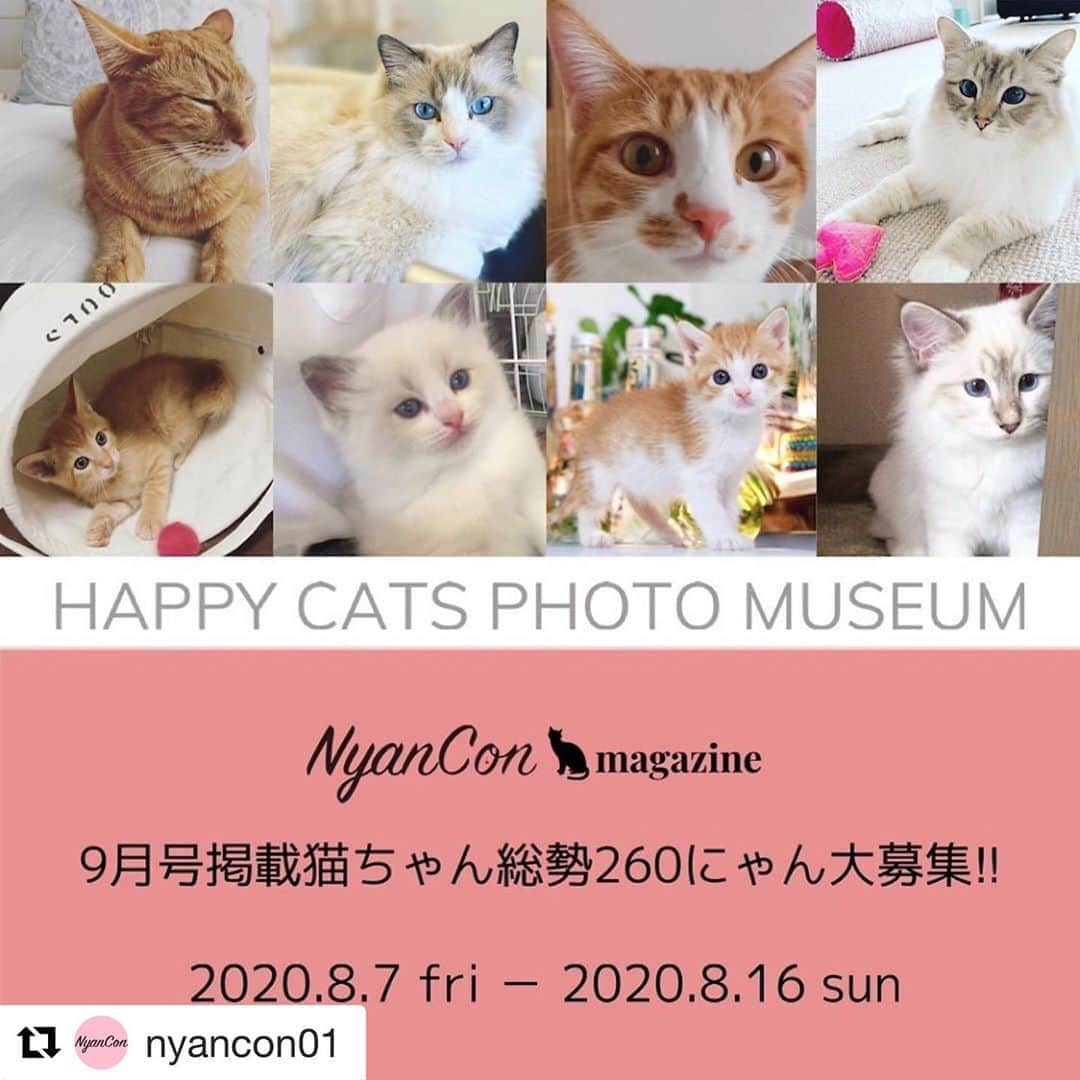 コテツさんのインスタグラム写真 - (コテツInstagram)「2020/8/16 本日、締め切りみたいです  #Repost @nyancon01 with @get_repost ・・・ NyanCon magazine 9月号掲載猫ちゃん総勢260にゃん大募集‼️ ・ 猫による猫のための猫マガジンNyanCon magazine 9月号掲載猫ちゃんの募集が本日8/7よりスタートいたしました🐱📚✨ ・ 😸次の2つの企画のうち、どちらかを選んでご応募ください💕 ・ A)しあわせ猫の今昔物語😸✨ 愛猫ちゃんの出会ったころのお写真と現在のお写真を大募集します❗️ ・ 運命の出会いから現在までの愛猫ちゃんとのしあわせな時間をお写真を通じて読者のみなさまにご紹介いたします ・ B)次世代をリードする猫年生まれのBabyにゃん大集合🐱✨ 今年2020年、記念すべき猫年に生まれた激カワにゃんずのお写真を大募集します❗️ ・ 下記の応募方法をご確認のうえ、ふるってご参加くださいませ♥ ・ 今回は応募期間が短いのでお早目にご応募ください！！ ・ 💗必ずお読みくださいにゃ🐱 ☟ 【募集期間】 2020.08.07 fri 1〜2020.08.16 sun 23:59 ・ 【応募方法】 ❶ @nyancon01をフォロー ・ ❷ この告知投稿をリポスト ※キャプションもかならずつけてください♡ ※リポスト画像は2枚目以降でもOKです♪ ※スクショもOKです🙆‍♀その場合はキャプションもスクショしてかならずつけてください♡ ・ ❸下記専用応募フォームよりご応募ください（ @nyancon01 のストーリーズのリンクからご応募いただけます）  A) しあわせ猫の今昔物語😸 https://form.run/＠nyanmaga-konjakustory  B)次世代をリードする猫年生まれのBabyにゃん大集合🐱 https://form.run/＠nyanmaga-babynyan ・ 💗【応募規約】必ずお読みください 🐾ご応募は1アカウントにつき1にゃんとさせていただきます ・ 🐾A)とB)両方へのご応募はできません ・ 🐾お写真は加工（文字入れ、フレーム、スタンプ等）なしでお願いします 加工されたお写真は対象外となりますので、あらかじめご了承ください ・ 🐾マガジンに掲載いたしますので、著作権、肖像権（ロゴ、キャラクター、著名人の写真や作品など）がかかわる物の写り込みにご注意ください ・ 🐾採用されたお写真は、プロモーション等の目的で、新聞、雑誌、インターネット、その他印刷物など、他媒体などで使用させていただく場合があります ・ 🐾応募後のお写真の差し替えや取り消しはできませんので、よくご確認の上、渾身の1枚をお選びください🐱✨ ・ 🐾結果はNyanCon magazine 9月号への掲載をもちまして発表とかえさせていただきます ・ #NyanConMagazine #略して #ニャンマガ #次号 #2020年 #9月22日‬ #発売 #隔月刊誌 #です #にゃ ♪ ・ #猫 #ネコ #猫好きさんと繋がりたい #保護猫 #nyancon01 #ニャンコン」8月16日 15時08分 - kotetuchan