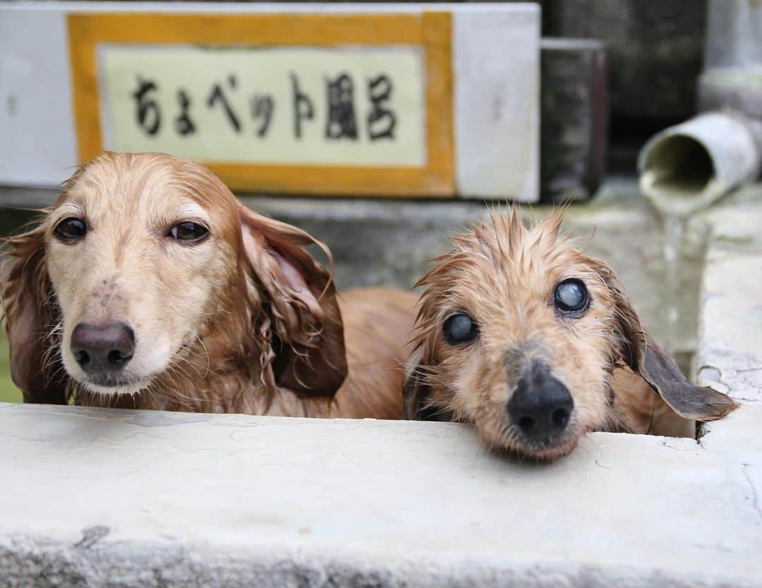 ハッチ＆ニコさんのインスタグラム写真 - (ハッチ＆ニコInstagram)「すっかり足腰弱くなったハッチの為に湯治に行って来ました。🐶🐶♨️ #国見温泉  #カメラ嫌い同好会 #pecoいぬ部 #犬の生活が第一 #癒しわんこ #dachshund #犬バカ部 #短足部 #ふわもこ部 #tokyocameraclub #東京カメラ部」8月16日 15時29分 - hacth427