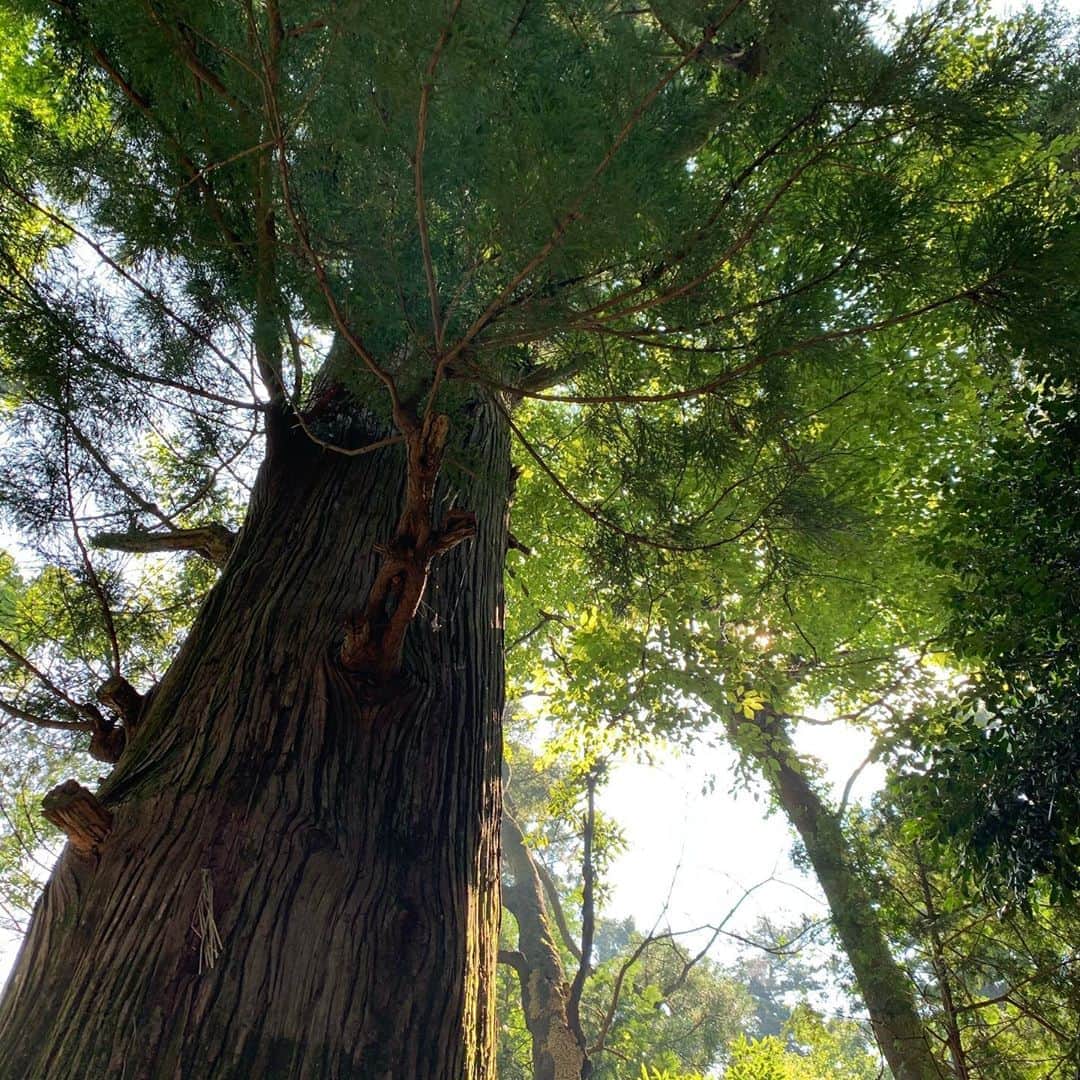 クリス智子さんのインスタグラム写真 - (クリス智子Instagram)「この樹齢450年以上という杉をはじめ、高尾山は、下から上まで見上げる大きな木がたくさんあって、安心します。高尾山、数年ぶり。  土産物屋さんは、おじさんのマスクと消費税以外、懐かしい昭和のままだなぁ。  例年ほど、人はやはり多くなかったですが、活きいきしたハイカーたちも多く、高尾山らしい空気を浴びました。  #お盆実家 #夏の高尾山 #隈研吾さんの高尾山駅 #木はいいね」8月16日 15時59分 - chris_tomoko
