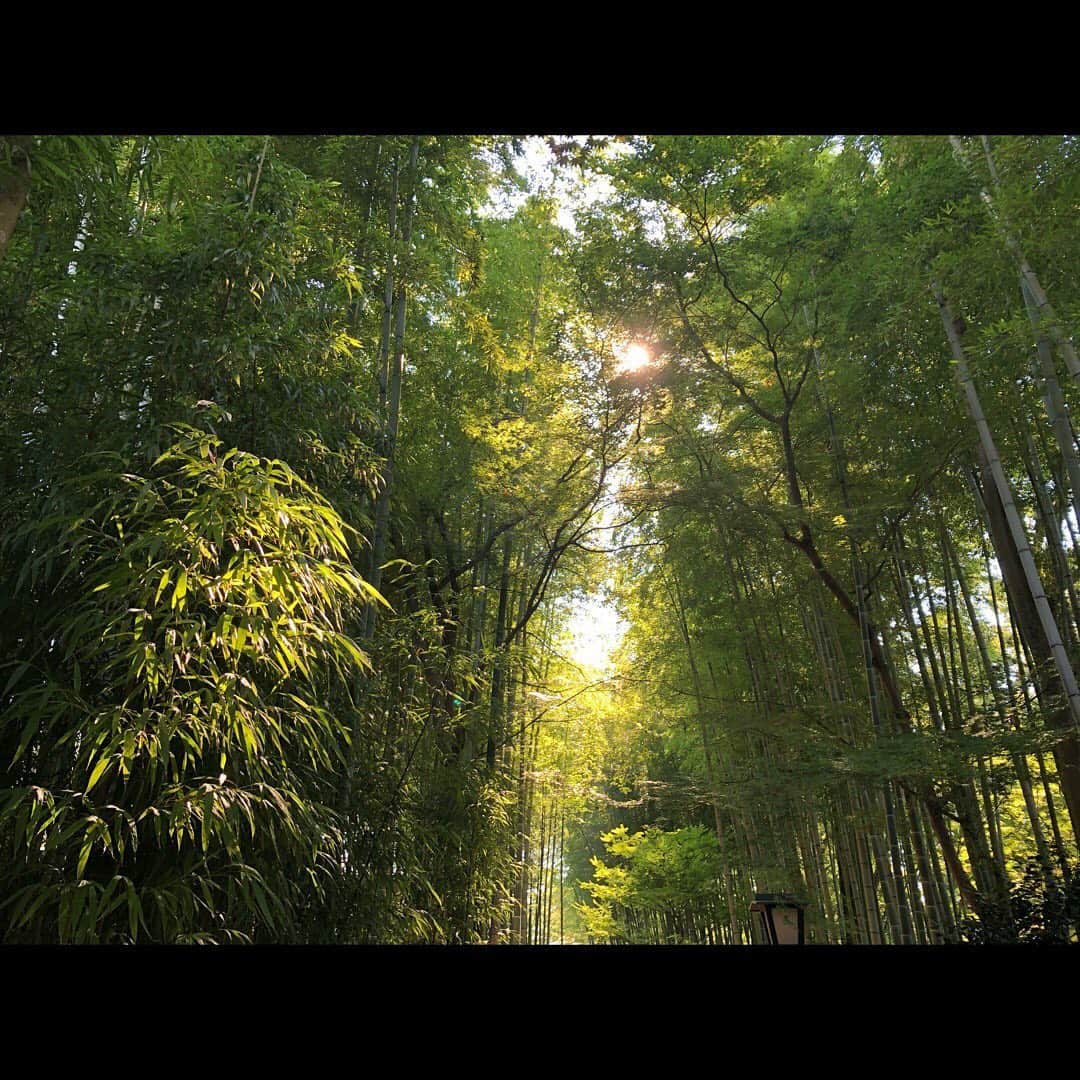 若林時英さんのインスタグラム写真 - (若林時英Instagram)「森  キャンプで自然のパワー貰ってきました。  暑さを忘れて帰ってきたら汗が止まらない、、、。  #キャンプ」8月16日 16時35分 - jiei_wakabayashi