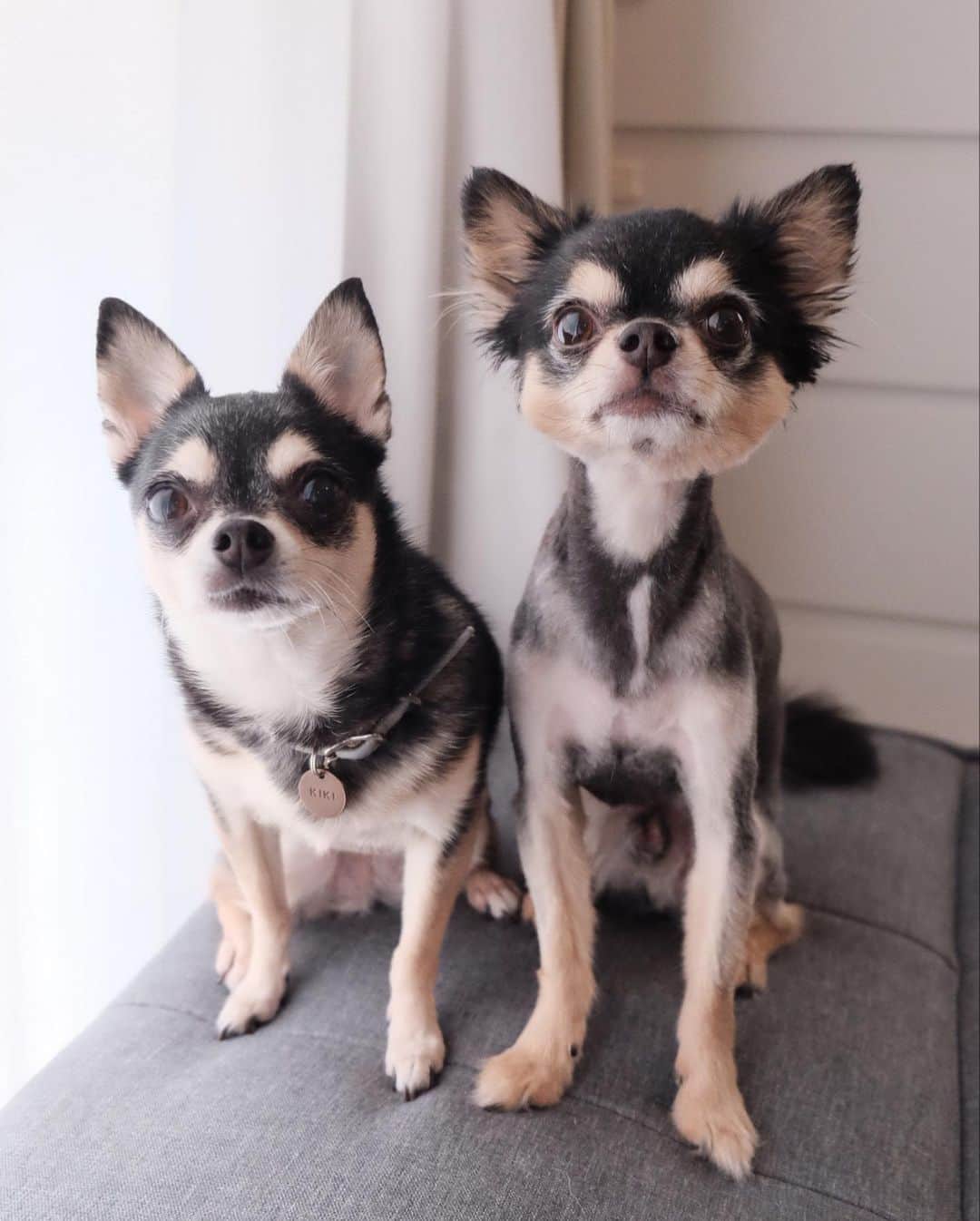 maika_kikitoyjijiさんのインスタグラム写真 - (maika_kikitoyjijiInstagram)「. Kiki&Jiji . あなたはどっちの じっくーが好き？ . わたしはやっぱり スムチーカットのジジが かわいくって 今年もやっちゃいました❤️ . 人相というか、 犬相かわるよね😂 . ロングももちろん可愛いけど、 スムチー期間が長いから イメージじゃないと言われる 笑!! . . #chihuahua #dog #チワワ #犬 #치와와 #weeklyfluff #ふわもこ部 #IGersJP #dogstagram #chihuahuaoftheday #fujifilm #fujifilm_xseries #今日もX日和 #ミラーレス #tokyocameraclub #東京カメラ部 #犬バカ部 #whim_fluffy #dog_features #dogsofinstagram #いぬすたぐらむ #スムチーカット #スムチー #自宅トリミング」8月16日 17時23分 - maika_kikitoyjiji