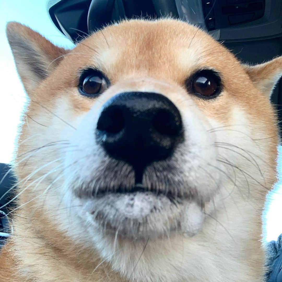 Shibainu Pontaのインスタグラム