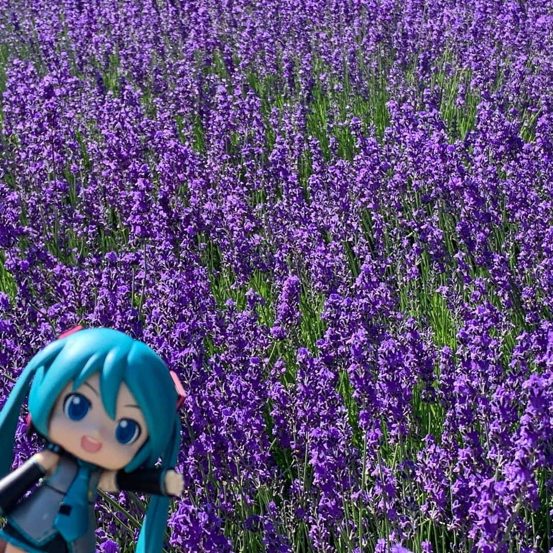 初音ミクさんのインスタグラム写真 - (初音ミクInstagram)「・ 富良野の景色を紹介するんダヨー ・ #ミクダヨーの大冒険 #富良野 #富良野ラベンダー #富良野メロン  #とみたメロンハウス #北海道のここがえーぞ #北海道 #初音ミク #hatsunemiku  #toyphotography」8月16日 17時26分 - cfm_miku_official