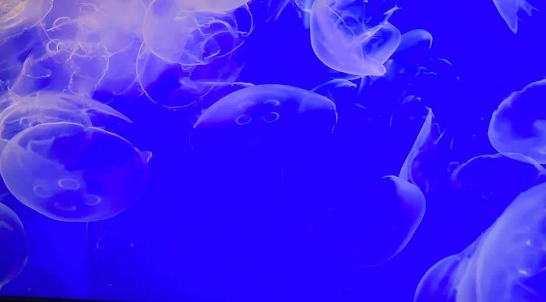 のインスタグラム：「こんな狂気的な暑さを少しでも解消するべく、ただただ、海の中の映像をテレビで流してる。」