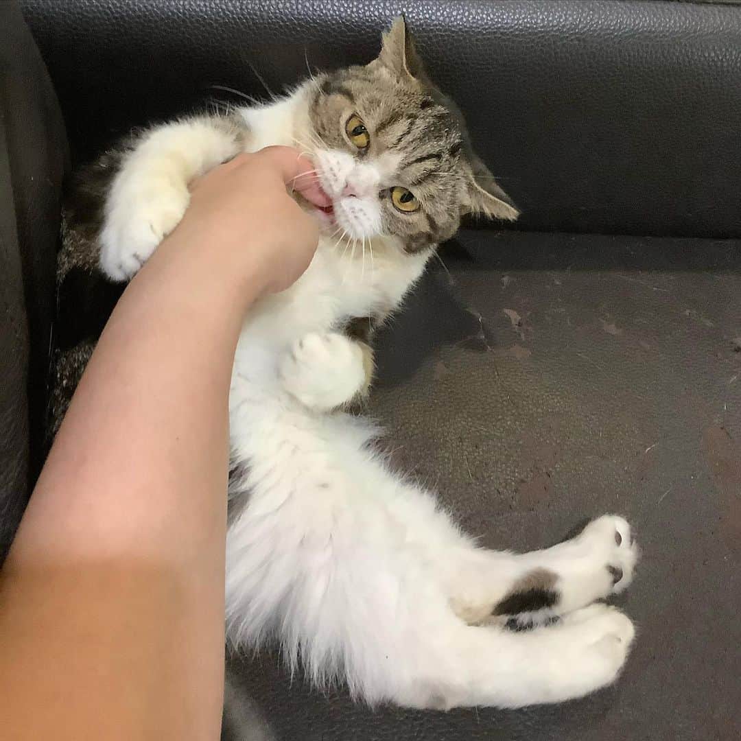 Som Siriのインスタグラム：「When we do Ring-a-ding training 😌 เค้าฝึกกันยังไงหรอ」