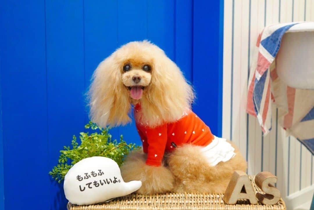 Toypoodle Mikuru?Asakusa Tokyoのインスタグラム：「20200816 Sunday. In @asknowasdewan_marronniergate . 予約していたお洋服取りに行ってきました🥰 . ♥️Nハートフルなパーカー　 WhiteとRedの二色展開。 背中にはsnobbishbabiesのロゴが入ってます。 . みくるんはREDをゲット😆 鮮血を思わす鮮やかな赤はとても華やかです🥰 ロックTシャツのused感ある赤も好きです😆(三つ前の投稿のTシャツです) Whiteも可愛いのですが、お散歩メインのみくるはすぐに汚すので、いつも避けてしまいます😅 . 布帛は伸びやすいので脱着はしやすいです。 ブーツカットしている みくるも着せるのはラクです☺️ . ✅de wan de bingo 現在イベント開催してますよ🌟 みくるもビンゴカード頂きました❣️ 当たるといいなぁ〜🤤 . #asknowasdewan #asknowasdewanマロニエゲート #dewan初代アンバサダー #dewan公式アンバサダー #第17期ppモデル #第17期ppgirl #もふもふしてもいいよ」