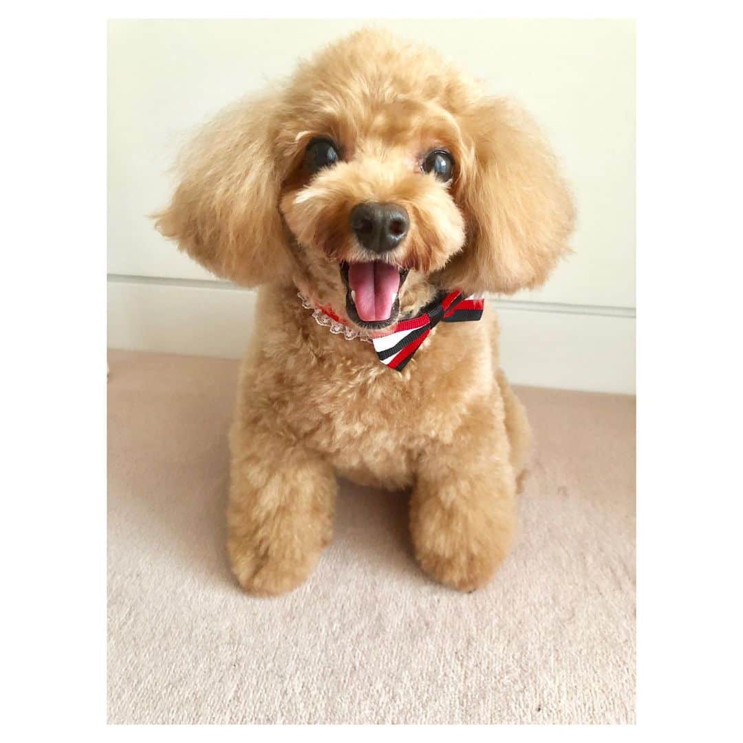 のインスタグラム：「暑いですね🍉🌻 夏仕様で短めにカットしてもらいました✨ 耳もさっぱりしてます🐶  #トイプードル #トイプー #toypoodle #dog #dogstagram #いぬすたぐらむ #いぬバカ部 #ふわふわ #もふもふ #ふわもこ #ふわもこ部 #犬のいる暮らし」