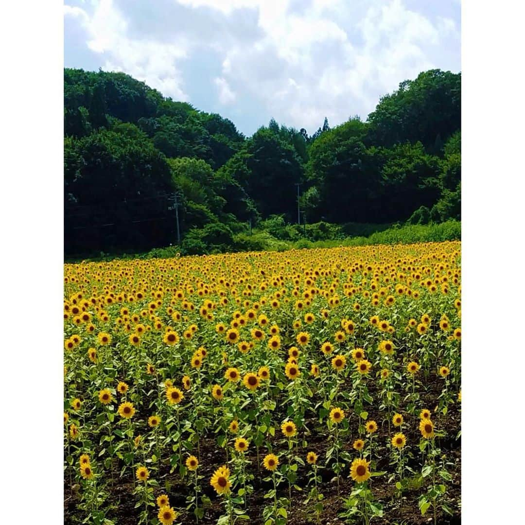 渡辺未優さんのインスタグラム写真 - (渡辺未優Instagram)「. 岩手のひまわり〜🌻 来年は見れたらいいなぁ。  リモートでお墓参りする？なんて 言われた今年の夏。 便利な時代に救われてる部分 たっっっくさんあるけど、 やっぱり会えるに越したことはないよねぇ🕊  #岩手 #お盆 .」8月16日 19時13分 - _miyu.w_