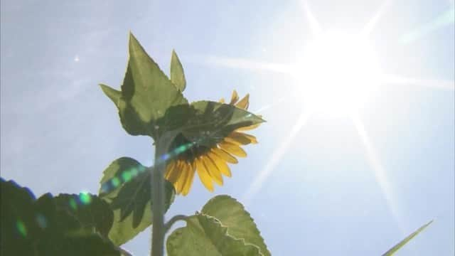 サンテレビのインスタグラム：「来週８月２３日(日)よる８時は…﻿ ﻿ 🎆ひょうごの四季～夏の花火特集～﻿ ﻿ コロナ禍で兵庫県内でもほとんどの花火大会が中止となっている中、サンテレビのアーカイブ映像で花火大会を疑似体験してもらい、過ぎゆく夏を楽しんでいただきます！﻿ ﻿ 去年サンテレビで生中継した #みなとこうべ海上花火大会 のアーカイブ映像をご覧いただきます。 また #芦屋サマーカーニバル #丹波篠山デカンショ祭 #へその西脇・織物まつり など、兵庫県内でも人気の高い花火大会の映像を披露するほか、今年コロナ収束を願ってたつの市や姫路市で打ち上げられた花火についても紹介します。 ﻿ ﻿ #花火﻿ #花火好きな人と繋がりたい  #花火大会﻿ #花火で繋がるこの想い」