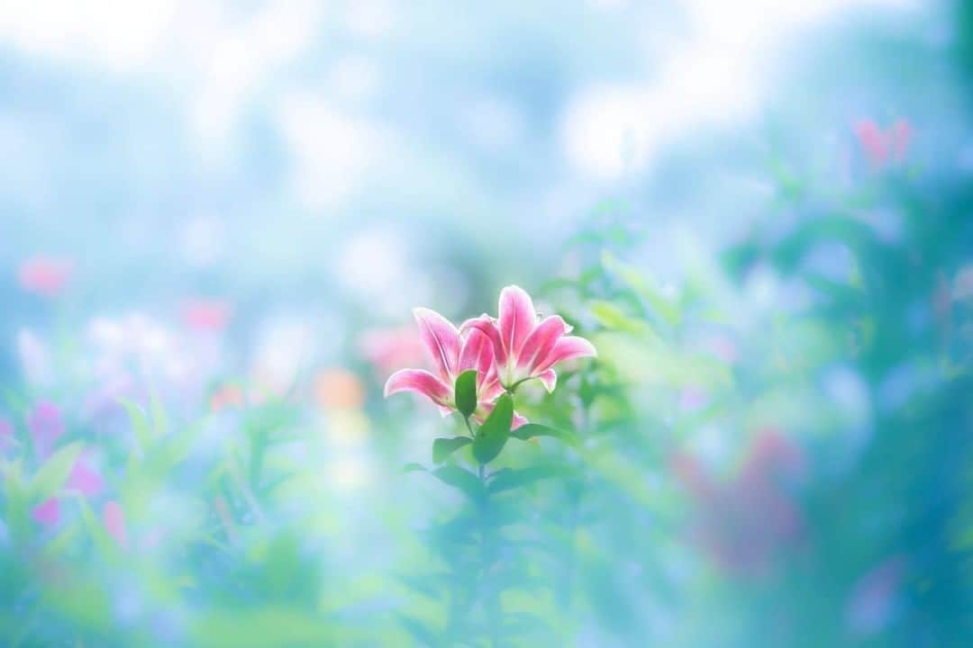花の写真館のインスタグラム：「Photo by @yuka_photogram97.⠀ https://instagram.com/yuka_photogram97/⠀ .⠀ Original Post[投稿いただいたURL]⠀ https://www.instagram.com/p/BzYIwI4gJxQ/⠀ .⠀ 本アカウントは、 #私の花の写真 をつけてInstagramに投稿された皆さまの花の写真や、「花の写真館」Facebookページで投稿された花の写真を紹介します。⠀ 「花の写真館」Facebookページは、「 @floral.photograph 」のプロフィールにあるURLからご覧ください。⠀ .⠀ ※各自、政府、自治体など公的機関の指示に従った行動をお願いします。⠀⠀ 東京カメラ部および分室では、写真を「見る楽しみ」を提供することを通して、微力ながら皆様にわずかな時間でも癒しをお届けしたいと思っております。⠀ ※本アカウントは東京カメラ部がFacebook、Instagramのサービスを利用して運営しているもので、Facebook社・Instagramとは一切関係ありません。⠀ .⠀ #花の写真館 #floralphotograph #floralphoto #flower #flowers⠀ Follow: @floral.photograph」