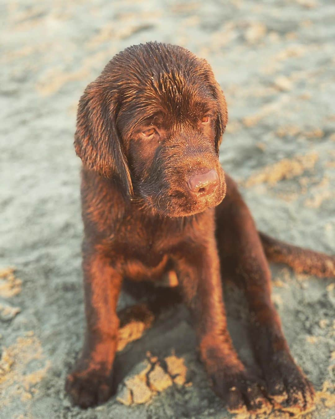 ブノワ・ペールさんのインスタグラム写真 - (ブノワ・ペールInstagram)「Quand tu expliques à ton chien que ton métier c est pas de faire des cocktails mais de jouer au tennis et que tu dois partir pour la reprise de la saison 😔😔😔 #backontour #ALLEZ 🎾」8月16日 19時32分 - benpaire