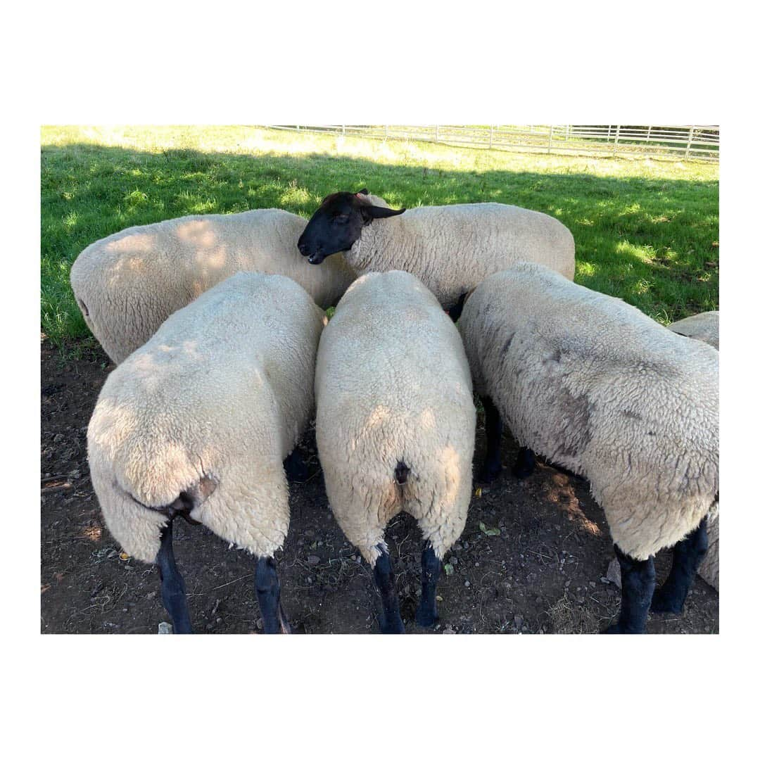 荒木美穂のインスタグラム：「* もふもふのおしりが可愛い🐑 連日の暑さに、羊たちも日陰に集まりがちなご様子。 牧場の緑と、空の青がきれいでした〜 *  #とある休日」