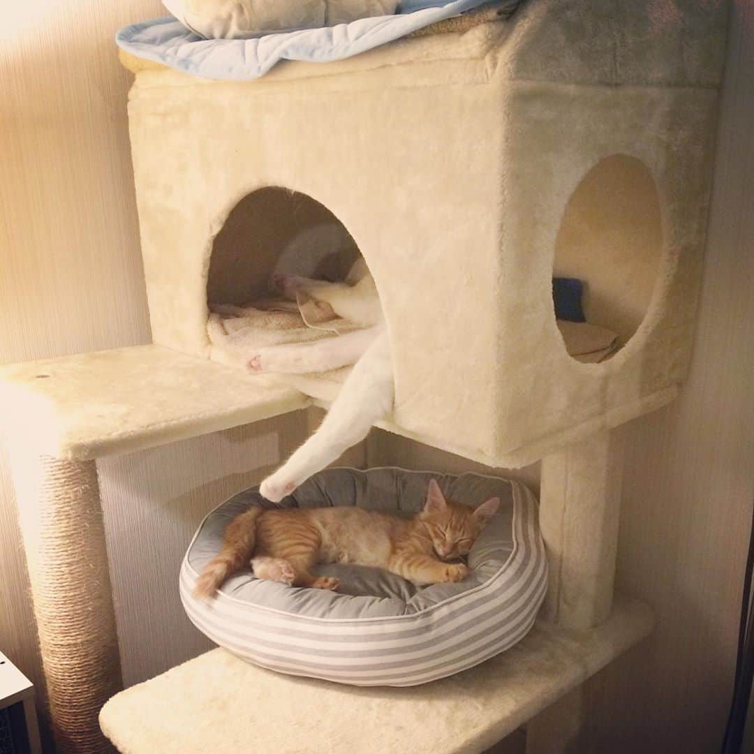 岡田屋鉄蔵のインスタグラム：「スコール後の猫団地」