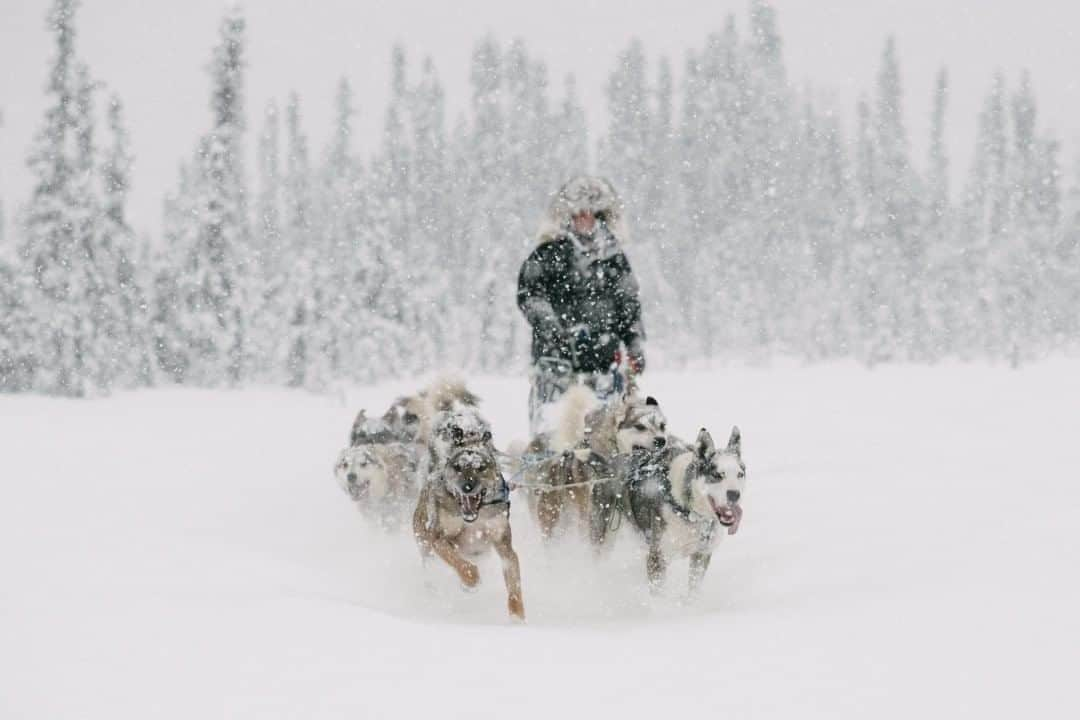 ナショナルジオグラフィックさんのインスタグラム写真 - (ナショナルジオグラフィックInstagram)「Photo by @kiliiiyuyan  Allison Lifka races her dog team through fresh snow as they train, just days before the Alaskan Iditarod long-distance race. "For me, all the other races were a way to gain experience so I could run the Iditarod. I’m not seeking to win but to run my team the best I can and to finally see the Iditarod trail. There are very few chances to travel for 1,000 miles in such rugged wilderness." Follow me @kiliiiyuyan for more from Alaska. #alaska #dogsled #iditarod」8月16日 19時38分 - natgeo