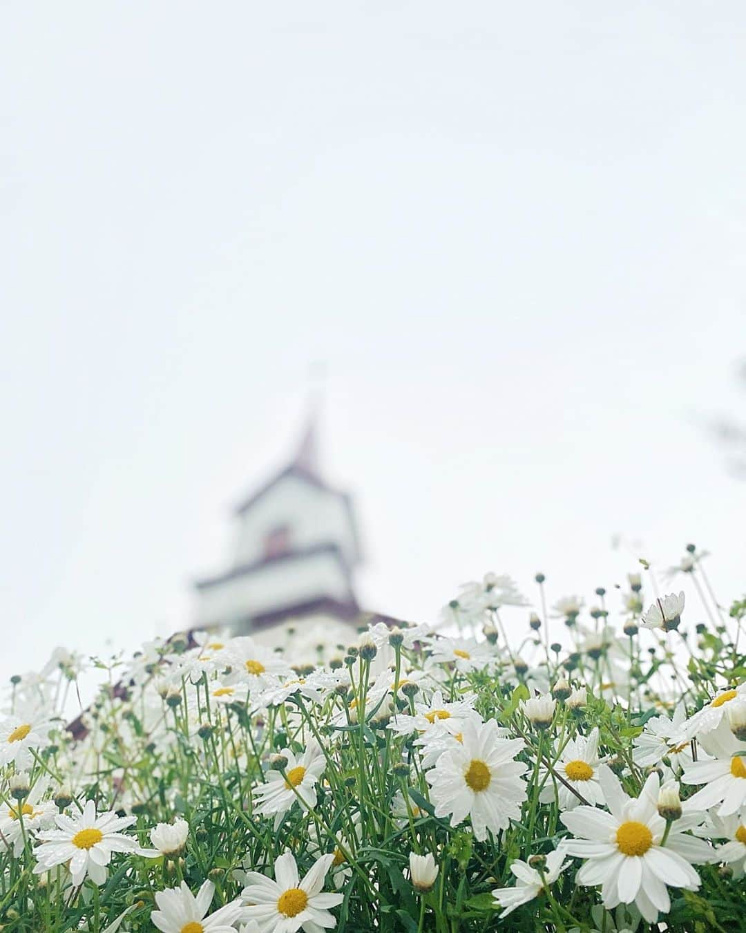 裕木奈江さんのインスタグラム写真 - (裕木奈江Instagram)「教会の花の生垣瑞々しく。 #flowers #summerflowers #church」8月16日 19時47分 - nae_yuuki