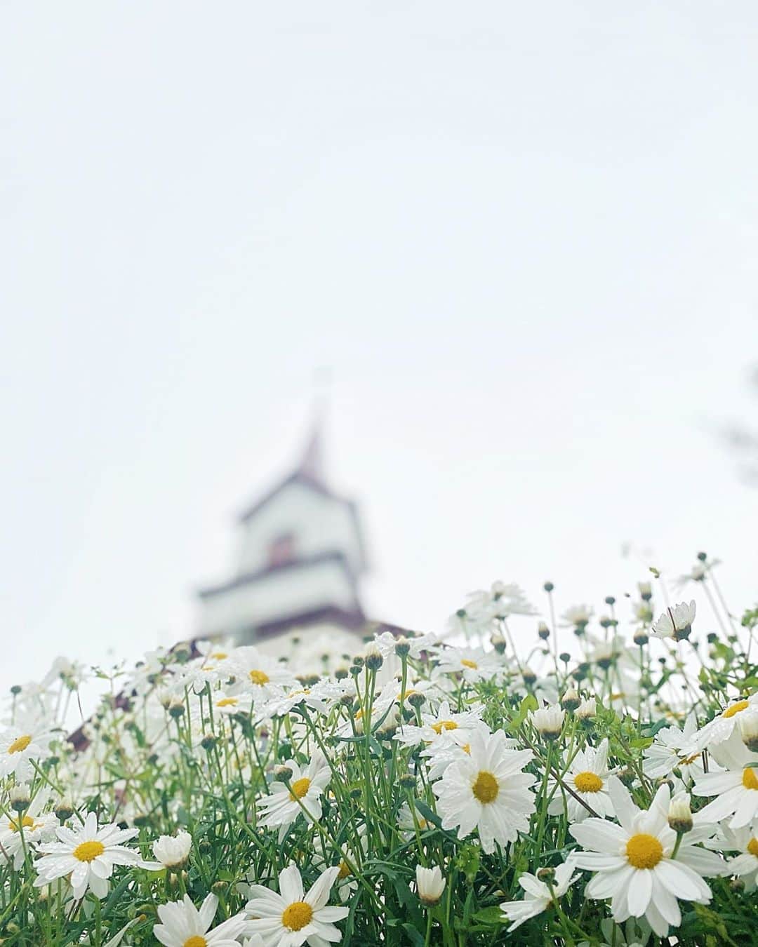 のインスタグラム：「教会の花の生垣瑞々しく。 #flowers #summerflowers #church」