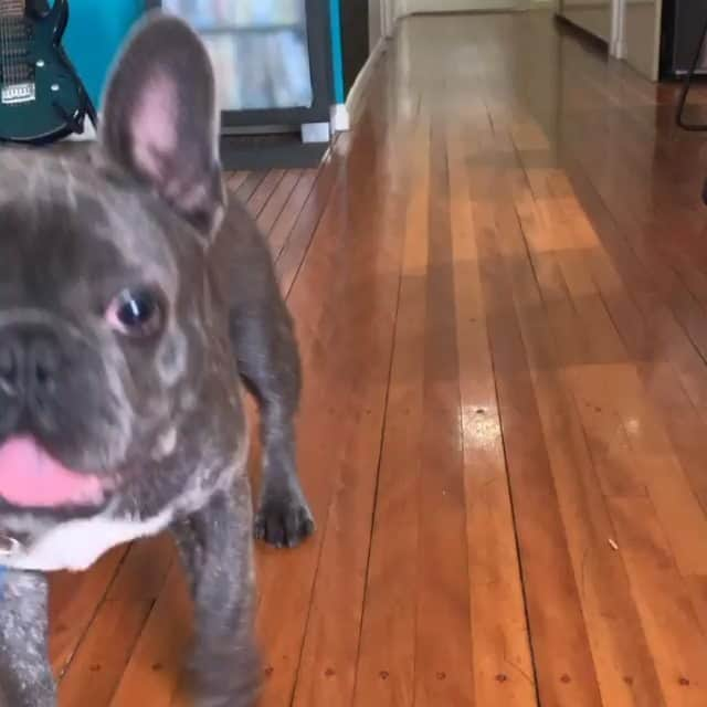 French Bulldogのインスタグラム