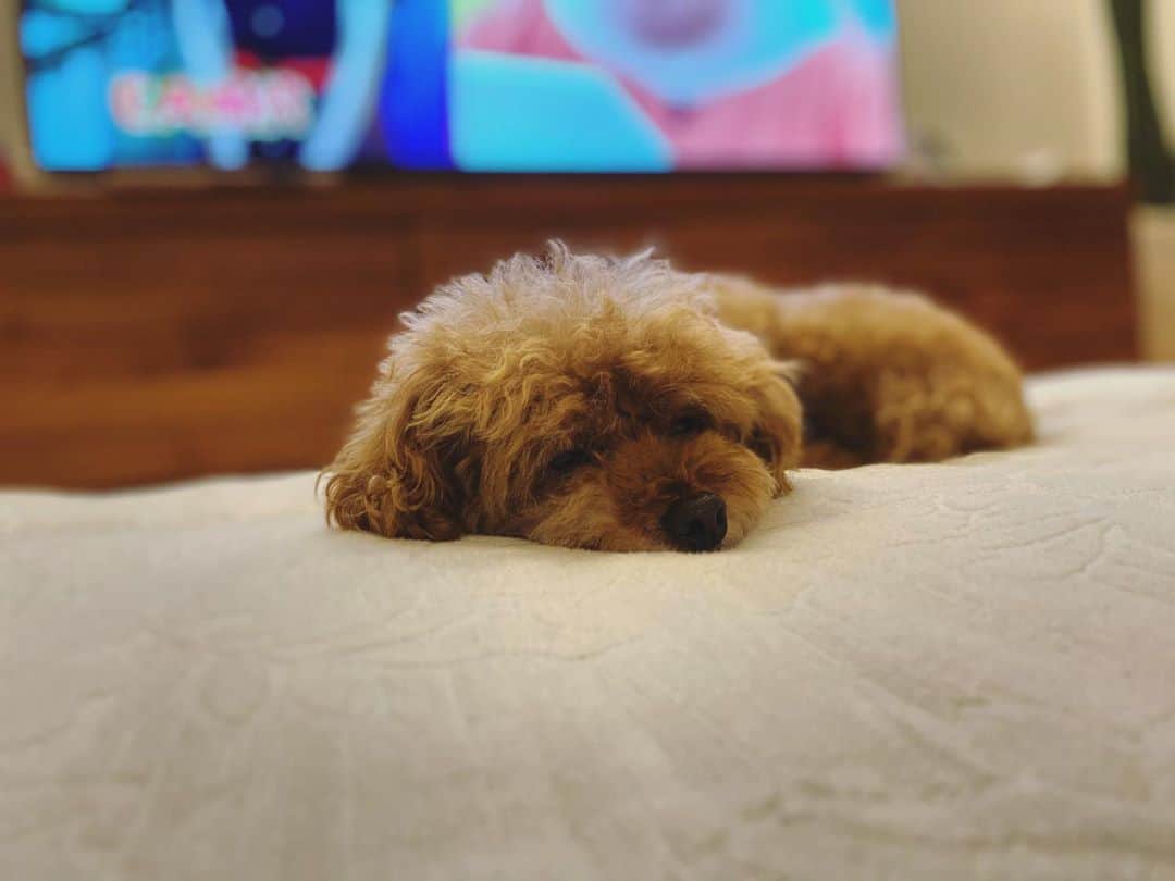 石川龍のインスタグラム：「暑いのう。  #まめきち #トイプードル #トイプードル女の子 #toypoodle  #toyphotography」