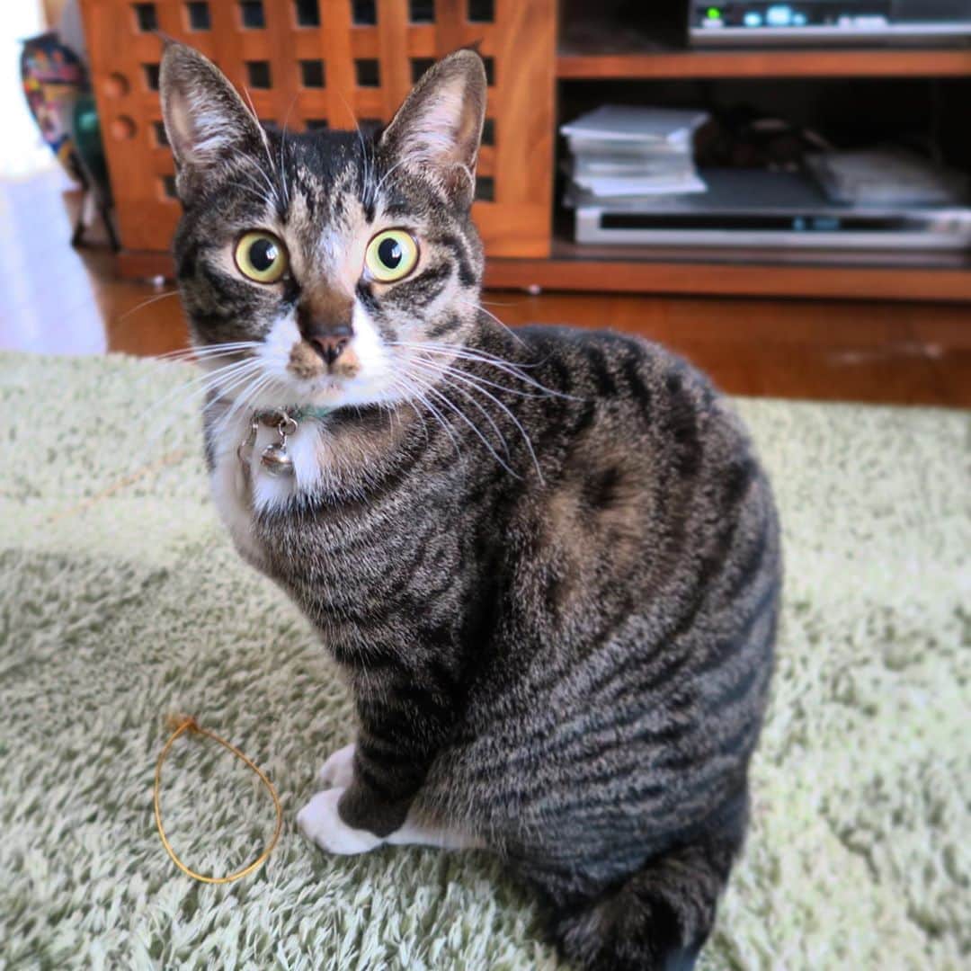 takegaeruのインスタグラム：「ビックリてんちゃん😳 #猫 #cat #よもねこ #よもぎねこ #キジトラ #きじとら」
