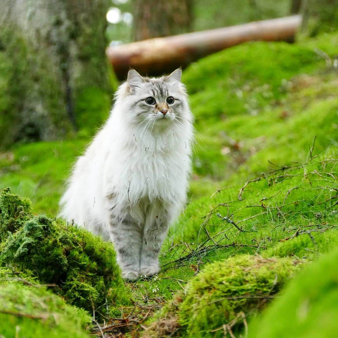 Floraのインスタグラム：「Is that a mouse house that I see?!! 😹😻🐀🐭🐱#catsoﬁnstagram #summer#cat#igcutest_animals #cat_features #cutepetclub #fluffypack #katt #bestmeow  #weeklyfluff #meow #AnimalAddicts #kittycat #cat #cats #kitten #kittens #kawaii #instacat #calico #neko #summer #august #2020 #sibiriskkatt #siberiancat」