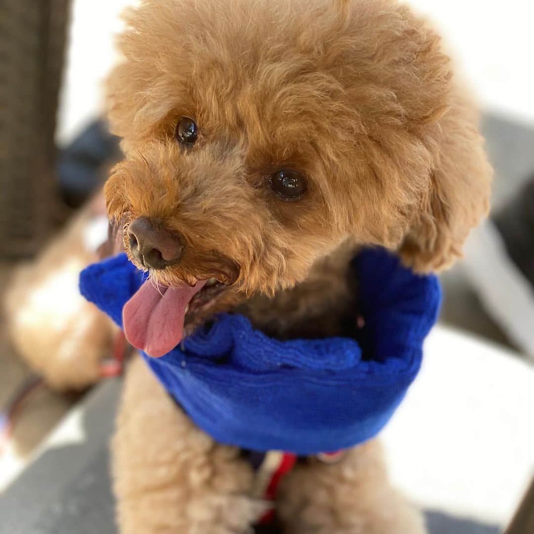 keikobun34さんのインスタグラム写真 - (keikobun34Instagram)「﻿ レイとお出掛け。﻿ ﻿ パパのお盆休み最終日、　﻿ ずっと行きたかった﻿ 653cafeに行ってきました。﻿ ﻿ 暑さを心配してましたが、﻿ 山頂は8℃以上涼しくて過ごしやすい‼︎﻿ 満席で予約できなかったから、﻿ 待つの覚悟で行ったけど、﻿ すぐに席に座れました‼︎﻿ ﻿ この暑さで芝生でのボール遊びが﻿ できなかったレイも、﻿ 思いっきり走り回れて﻿ 満足だったみたい♥︎﻿ ﻿ ﻿ #六甲#653カフェ﻿ #お散歩コーデ#ワンコとお出かけ ﻿ #犬とおでかけ ﻿ #大人カジュアル#シンプルコーデ﻿ #アラフィフ#アラフィフコーデ﻿ #アラフィフファッション﻿ #アラフィフママ #アラフィフモデル﻿ #アラフォー#アラフォーコーデ﻿ #アラフォーファッション﻿ #今日のコーデ﻿ #40代ファッション #40代コーデ﻿」8月16日 20時32分 - keikobun34