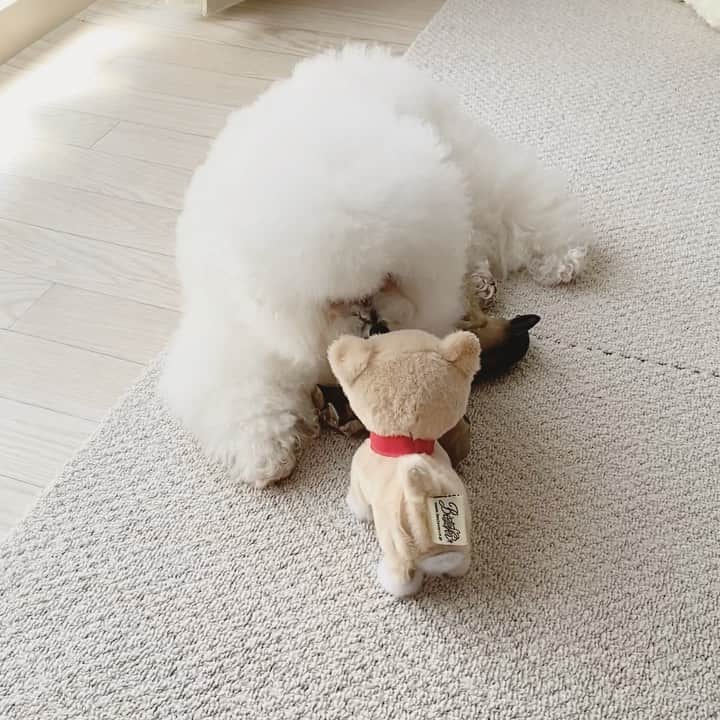 ゆうのインスタグラム：「. . うるさかったらしい🤣🤣 You are noisy. . . . . #アーニーがボサ子なのはお許しを . . . .」