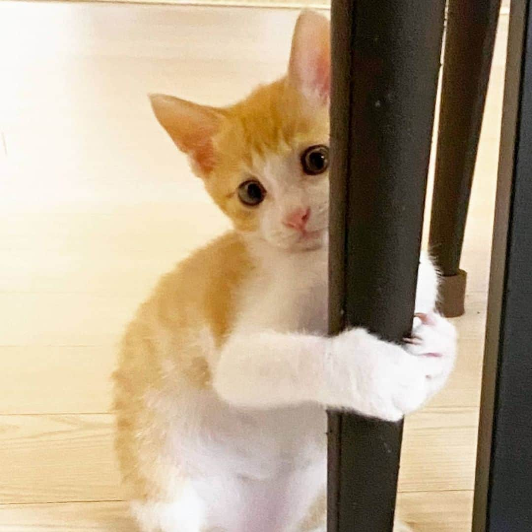 CatStockerさんのインスタグラム写真 - (CatStockerInstagram)「Hello! #catstocker is here!  Follow our FURRriend @re_o_cat  Swipe for more pictures 👉  . . . . . #cat #neko #mačka #chat #kočka #котка #kotek #kot #кіт #mače #кошка #кот #katze #gato #gatto  #子猫 #kattunge #猫 #고양이 #貓 #kedi #köttur #kissanpentu #חתול #кішка #子猫 #고양이새끼 #kitty #cats」8月16日 20時55分 - catstocker