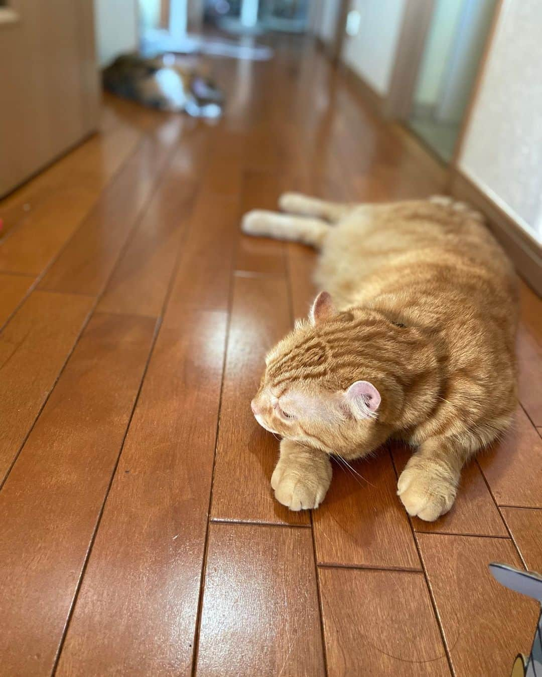 shigureさんのインスタグラム写真 - (shigureInstagram)「. #ぐでー  #みんなに届け元気玉 #ねこは人を笑顔にする #無敵の親バカ同盟 #InstagramJapan #IGersJapan #ねこ部 #関西ねこ部 #catsofInstagram #ふわもこ部 #mofmo #peppyフォト部 #みんねこ #peco #pecon #nyancon01 #ペコねこ部 #2020は猫年 #sippo #朝ワンコ夕ニャンコ #茶トラ男子部 #ginjercat #三毛猫 #calicocat」8月16日 21時09分 - shigureamanehaha