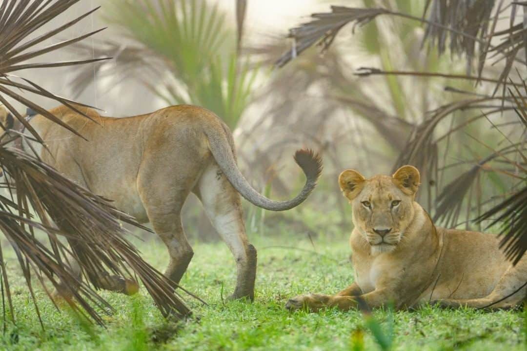 National Geographic Travelさんのインスタグラム写真 - (National Geographic TravelInstagram)「Photo by @amivitale  After years of civil war in Mozambique, lions were all but lost in the Zambezi Delta region. In 2018 conservationists, landowners, donors, and the Mozambican government came up with an ambitious plan to add some two million acres to African lions’ range. They identified 24 healthy lions from reserves in South Africa and relocated them to central Mozambique to the Marromeu Game Reserve.  In order to keep the genetic mix as wide as possible, the team sourced the lions from various reserves in South Africa and kept them all in a boma in Kwazulu-Natal’s Mkhuze Game Reserve for three weeks to complete medical tests. Then they were sedated and put in two private planes for the journey to Mozambique. Already, more than 35 cubs have been born since the lions’ release. It is estimated that the population could grow to as many as 500 within 15 years.  I covered this historic undertaking for my recent @natgeo story. Learn more by following @amivitale and reading "How the world’s largest lion relocation was pulled off" on natgeo.com. @zambezedeltaconservation @thephotosociety #lions #africa #mozambique #conservation」8月16日 21時07分 - natgeotravel