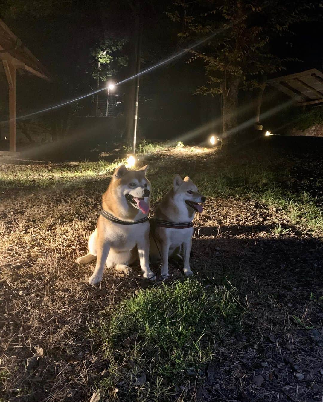 shibainu berryさんのインスタグラム写真 - (shibainu berryInstagram)「🐻🦊 Night walk🌟 キャンプの思い出〜 BBQ後にコテージ周辺を散歩したよ✨ 星がキレイだった〜😌🌟 今回のキャンプは今までで一番楽しかった😆🎶 まずコテージだったから涼しく安心して寝られた❗️朝起きて体がバキバキってことも無し😂👍 そして今回は仕事関係の皆さんと行ったからおかんはあまり用事をしなかった❗️😂 なにかにつけて「べりむくの散歩があるから」と言って散歩したり写真撮ったり😂 みんなキャンプに行くというかお酒飲みに行ったようなもんやから、お酒飲むか寝てるかで、おかんはほぼフリーでべりむくと遊んでた😆 うん、楽しかった😝😂 #キャンプ #キャンプ好き ではない #キャンプ苦手 #キャンプ苦手な人とつながりたい 😂 #これまでの経験から #やっぱ温泉旅館に泊まりたい ♨️ #❤️迷子犬の掲示板四国 @maigo_dog_shikoku #めざせ迷子犬ゼロ👌 #柴犬 #べりやん #べりむく #多頭飼い #berry #shiba #shibainu  #shibainumania #shibastagram #instashiba #ぷにっと部 #口角キュキュッと部  #チーム俺様 →部員絶賛募集中 #shiba_snap #proudshibas #west_dog_japan #サンデイ #instagramjapan #ふわもこ部」8月16日 21時26分 - shibainu.berry