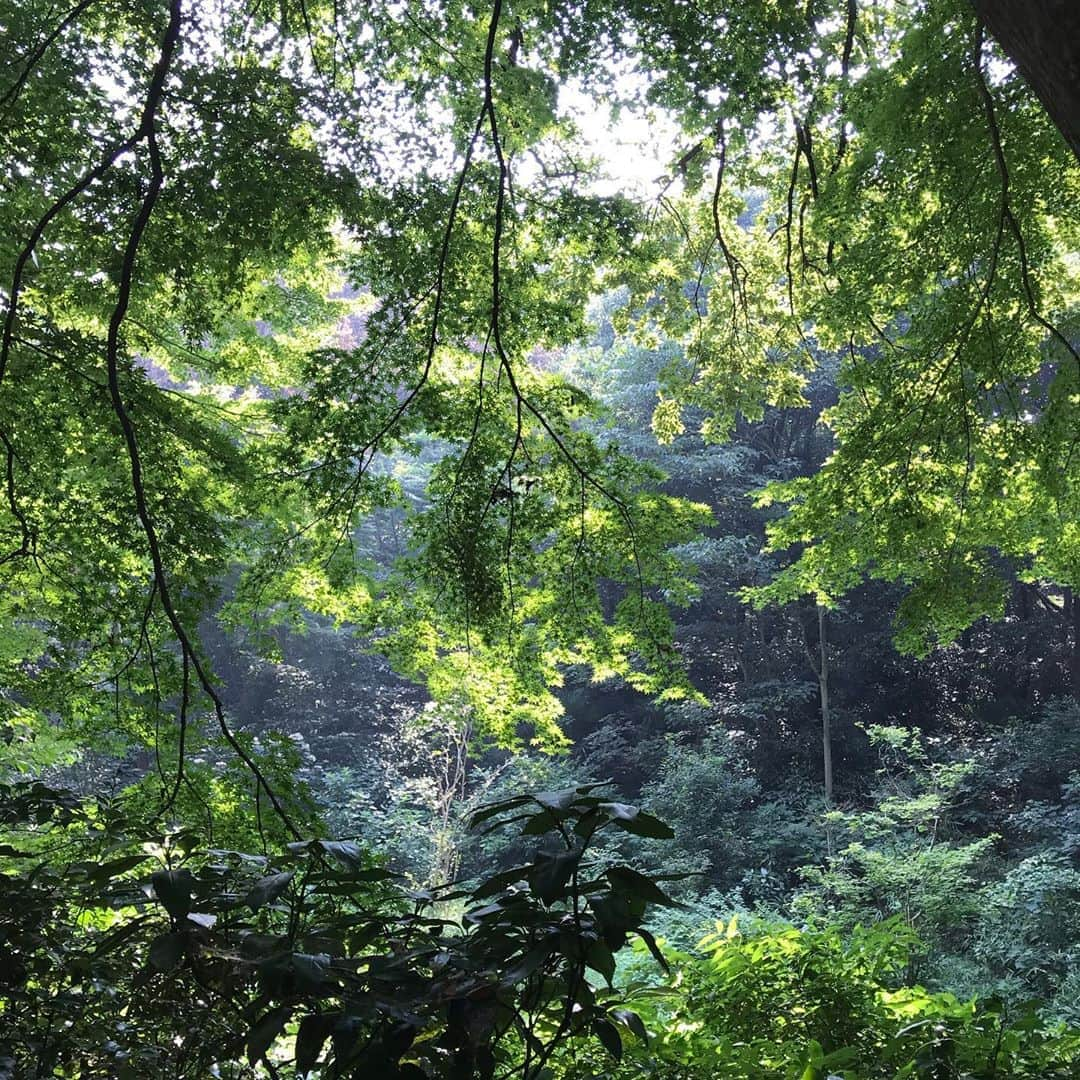 前野えまさんのインスタグラム写真 - (前野えまInstagram)「緑の中で自然に触れていると癒されます🌳 ・ ・ #おはようございます #明治神宮 #緑 #緑のある風景 #蝶々 #みつばち #とんぼ #自然の美しさ #動画 #清正井 #癒される風景 #癒される時間   #meijijingu #green #nature #naturephotography #movie #movies  #followme #tagsforlikes #tflers #tagsforlikesapp #actress #actor #girl #photography #portrait #portraitphotography #daily_phot_jpn #japan_daytime_view」8月17日 6時48分 - maeno_ema