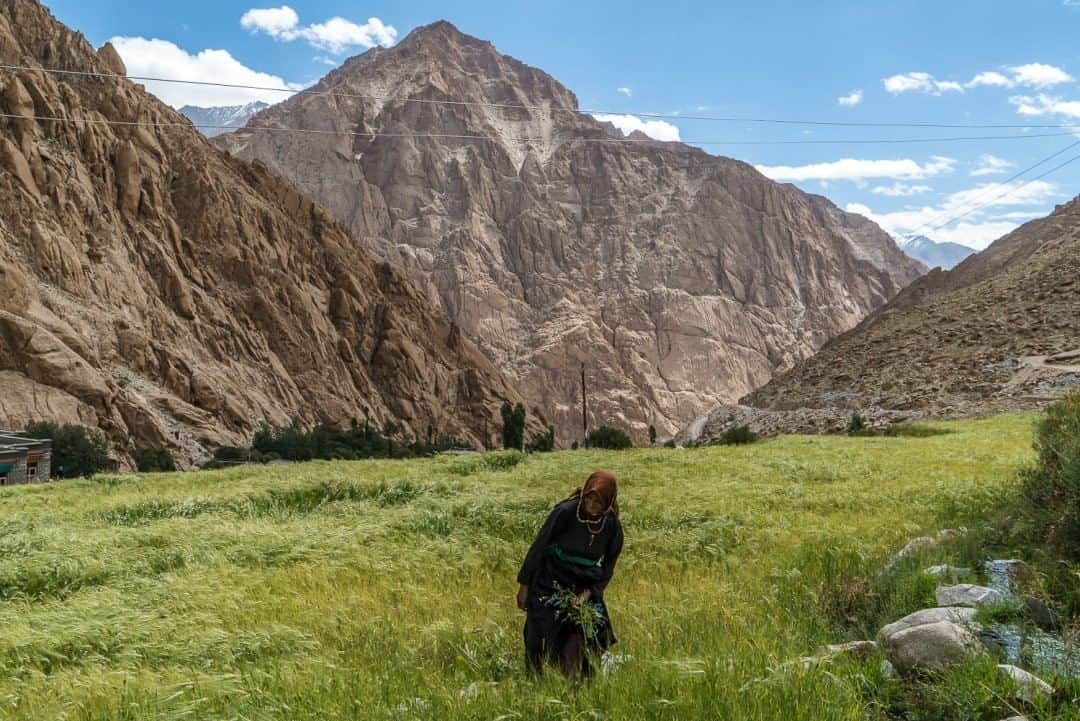 National Geographic Travelさんのインスタグラム写真 - (National Geographic TravelInstagram)「Photo by Brendan Hoffman @hoffmanbrendan  Yangchan Dolma pulls weeds from her barley field in the village of Thakpoo in Ladakh, northern India. Ladakh is a mountainous, high-altitude desert, but where water is available—usually from rivulets fed by glaciers at higher altitudes that begin melting each spring—life finds a way. People eke out an existence through a hardscrabble lifestyle that has hardly changed in centuries.  Follow me @hoffmanbrendan for more human stories from around the world. #ladakh #india」8月17日 7時03分 - natgeotravel