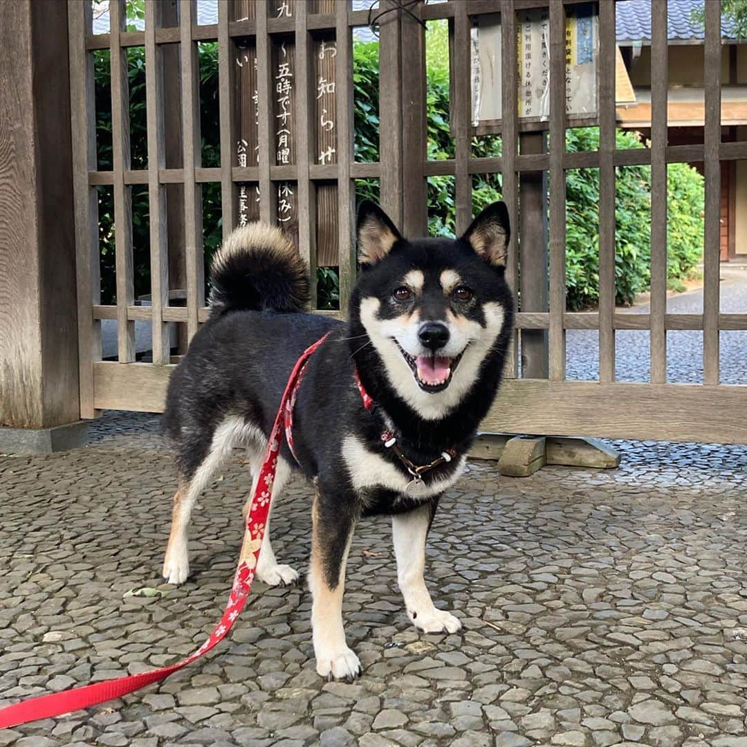 vo_coのインスタグラム：「🐾 お盆明け？の月曜日！ 憂鬱だけどみんなお仕事がんばってね！ あたしは 冷房のお部屋で自宅勤務がんばる！ * #shibastagram #instashiba #shiba #shibainu #黒柴 #柴犬」