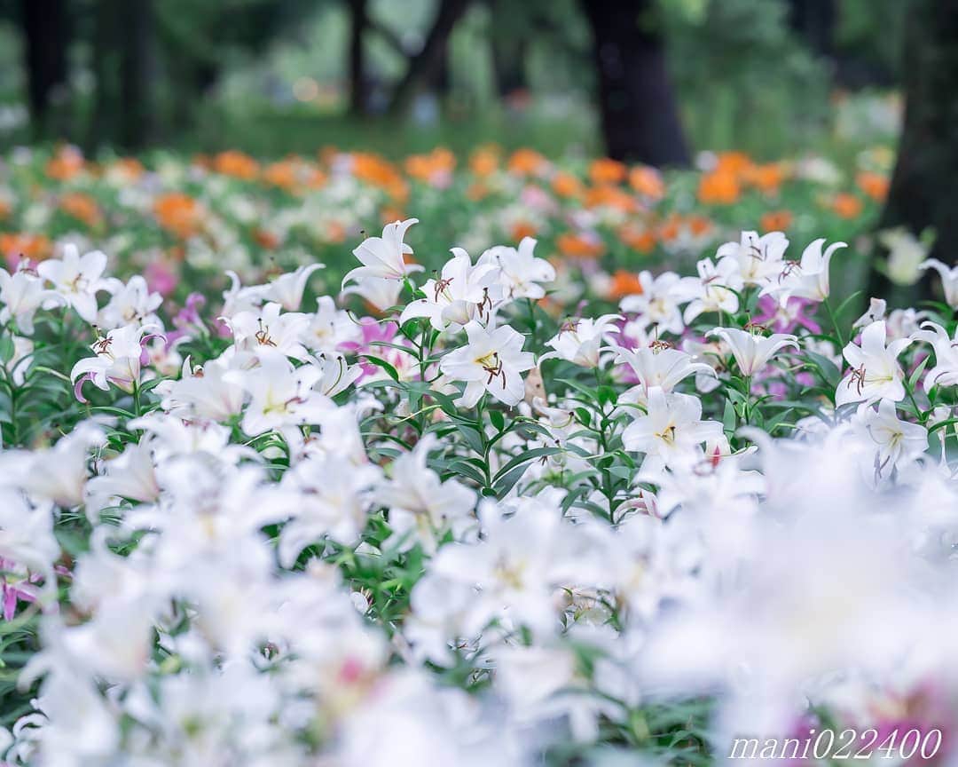 mani022400のインスタグラム：「. 17 Aug. 2020 ． . Good morning🌸🌺🌹✨ AmazonVideo、 イミテーション・ゲーム面白かったです✨ . . location:Tokyo camera:a7r3 lens:Sony135GM  . . 🌺🌺🌺🌷🌷🌷🌹🌹🌹🌸🌸🌸 ご訪問ありがとうございます🙇 . お花以外の写真は サブアカウントにポストしています。 良かったら、覗いてください🙇🙇 ⬇️⬇️⬇️ @mani0224000   . 🌺🌺🌺🌷🌷🌷🌹🌹🌹🌸🌸🌸 . . . . . 🔷🔷🔷🔷🔷🔷🔷🔷🔷 thanks_dear_yui  discoverwithalpha ﻿ japan_ilc﻿  a7rm3 ﻿ sel135f18gm  sel55f18z  #カメラ好きな人と繋がりたい  #flower  #花 #flowers   #写真好きな人と繋がりたい love_bestjapan  serahana #ファインダー越しの私の世界    #花のある暮らし  #bns_lite #eclecticshow #explore_floral . #9vaga9  9Vaga_Rose9  9vaga_3flowers9  #floristsandflowers #ip_for_blossoms_vip  #fabulous_shots ig_flowers #ponyfony_flowers #meiko_flora_member meiko_roses  #myheartinshots #la_flowers #rainbow_petals #top_favourite_flowers  #quintaflower #inspiring_shot #phx_flowers dreaming_in_macro #j_flower_shots flower_special_legend　nature_special_legend  #ind_flowers #tv_flowers　　 #best_mmf_vipday  #best_beauty_flora_  9vaga_flowersart9 #ptk_flowers #fleur_noblesse_m  .」