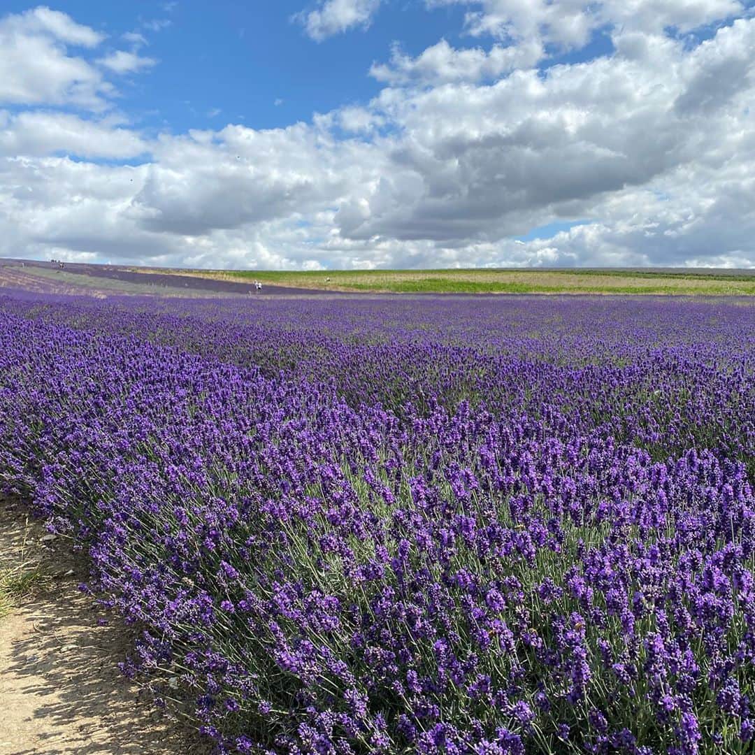 岡村仁美のインスタグラム：「ロンドンから車で１時間ほどのところにあるラベンダー畑、Hitchin Lavender。 青空と一面の紫色。ラベンダーの優しい香りに包まれて幸せな気分に。 こんな屋外施設も事前予約制になっていてゆったりと過ごせました。 子どもたちは花が好きなようでどうにかむしりとろうと大興奮👶👶  #動物園に行っても動物より花に興味あり #ラベンダー畑 #ようやく映え写真撮れました #海外子育て」