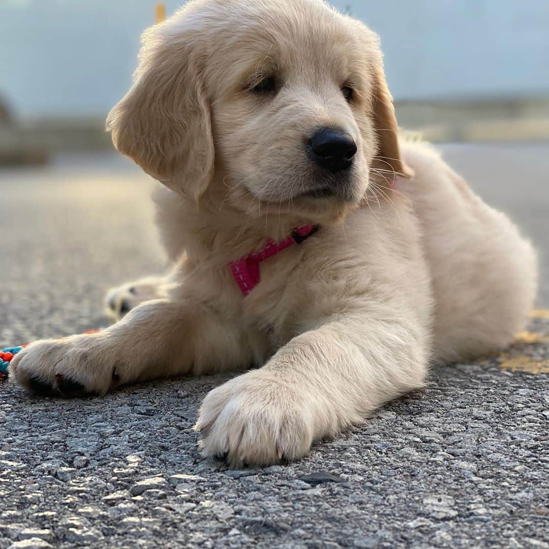 サイモンとマルティナのインスタグラム：「Say hello to the newest member of the Stawski family: Fudgy!  Check him out in our latest video on YouTube」