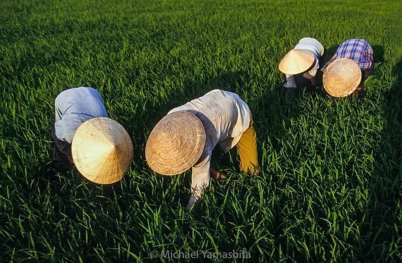Michael Yamashitaさんのインスタグラム写真 - (Michael YamashitaInstagram)「The Mekong Delta is one of the world’s great rice bowls, producing over half the country’s the rice crop (making Vietnam the third largest rice exporter in the world behind Thailand and the United States) and supporting 15 million people — one quarter the population of this, the most densely populated country in Southeast Asia. Despite the backbreaking work to harvest and irrigate the paddies, rice is considered “white gold” to the Vietnamese. #rice #mekongdelta #mekong #mekongmoments」8月17日 7時58分 - yamashitaphoto