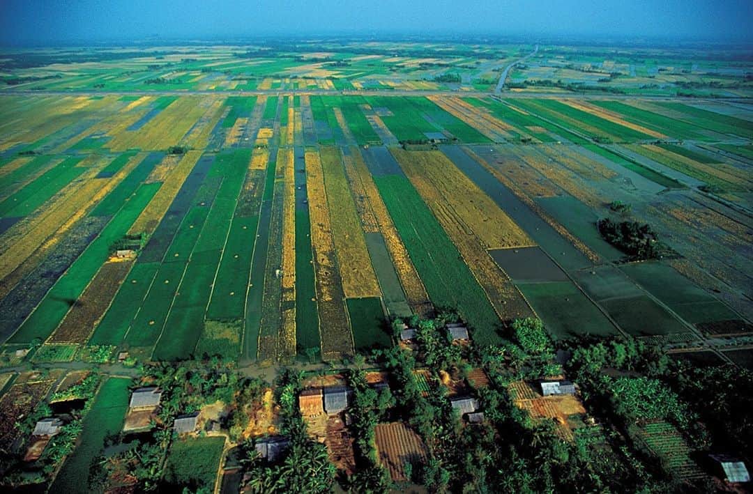 Michael Yamashitaさんのインスタグラム写真 - (Michael YamashitaInstagram)「The Mekong Delta is one of the world’s great rice bowls, producing over half the country’s the rice crop (making Vietnam the third largest rice exporter in the world behind Thailand and the United States) and supporting 15 million people — one quarter the population of this, the most densely populated country in Southeast Asia. Despite the backbreaking work to harvest and irrigate the paddies, rice is considered “white gold” to the Vietnamese. #rice #mekongdelta #mekong #mekongmoments」8月17日 7時58分 - yamashitaphoto