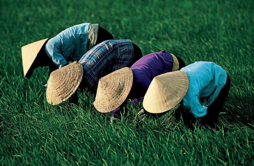 Michael Yamashitaさんのインスタグラム写真 - (Michael YamashitaInstagram)「The Mekong Delta is one of the world’s great rice bowls, producing over half the country’s the rice crop (making Vietnam the third largest rice exporter in the world behind Thailand and the United States) and supporting 15 million people — one quarter the population of this, the most densely populated country in Southeast Asia. Despite the backbreaking work to harvest and irrigate the paddies, rice is considered “white gold” to the Vietnamese. #rice #mekongdelta #mekong #mekongmoments」8月17日 7時58分 - yamashitaphoto