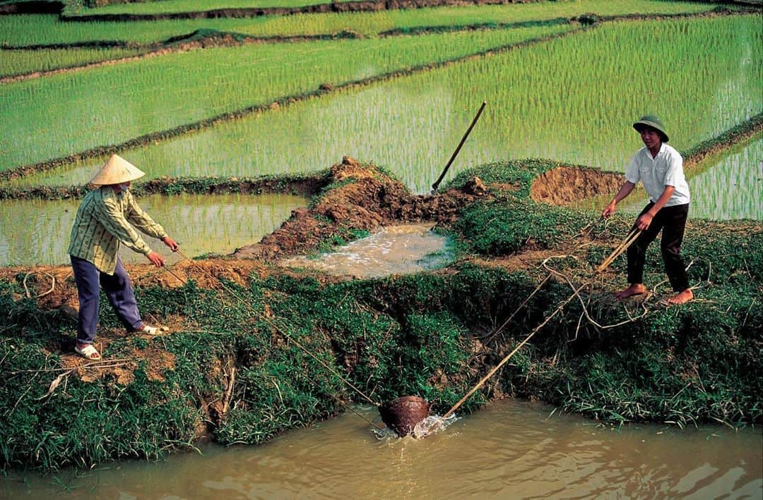 Michael Yamashitaさんのインスタグラム写真 - (Michael YamashitaInstagram)「The Mekong Delta is one of the world’s great rice bowls, producing over half the country’s the rice crop (making Vietnam the third largest rice exporter in the world behind Thailand and the United States) and supporting 15 million people — one quarter the population of this, the most densely populated country in Southeast Asia. Despite the backbreaking work to harvest and irrigate the paddies, rice is considered “white gold” to the Vietnamese. #rice #mekongdelta #mekong #mekongmoments」8月17日 7時58分 - yamashitaphoto