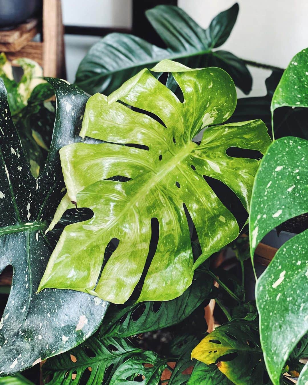  Instagram Herman s Latest Leaf Is About Half The 